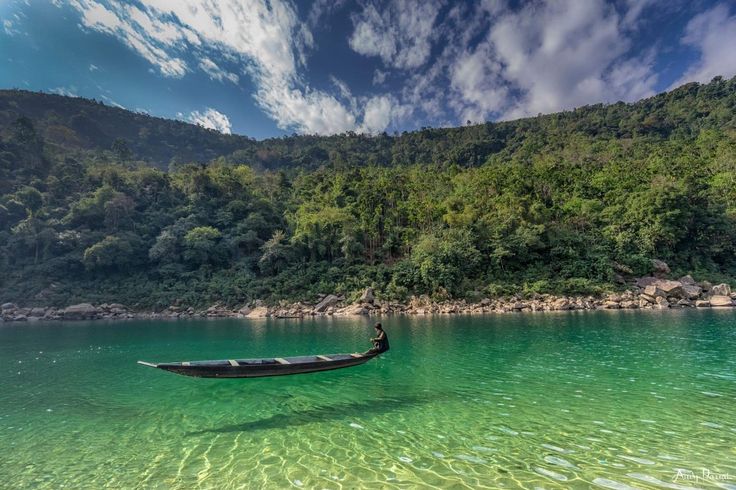 Meghalaya living root bridge forest
